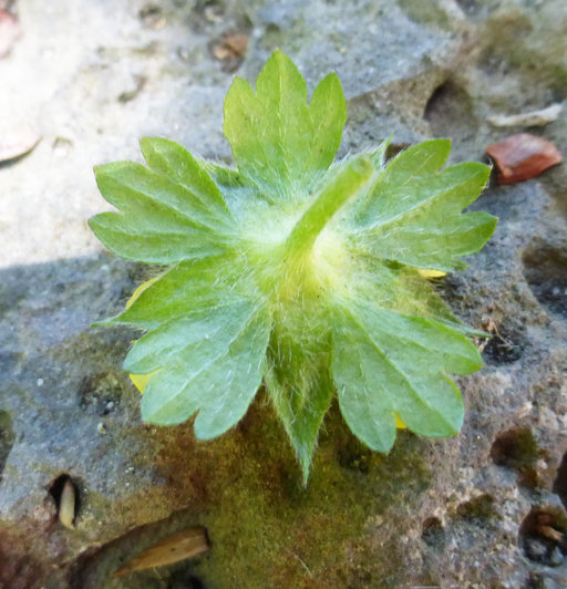 صورة <i>Duchesnea indica</i>