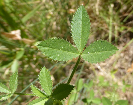 Image of clammy clover