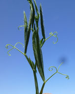 Plancia ëd Lathyrus hirsutus L.