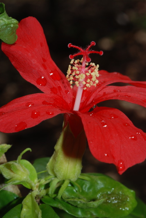 Image of Clay's Hibiscus