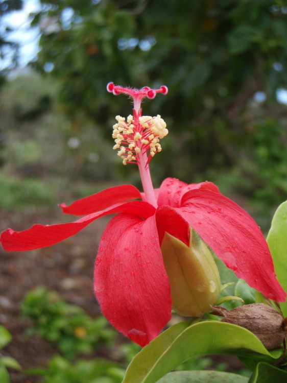 Image of Clay's Hibiscus
