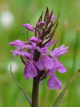 Dactylorhiza praetermissa (Druce) Soó的圖片