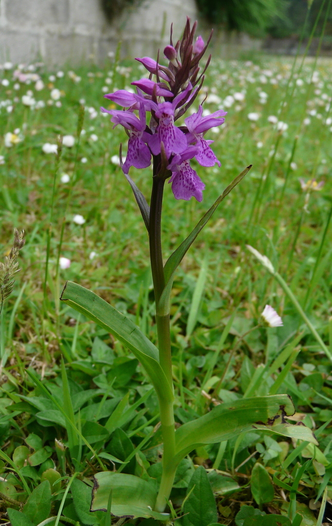 Image de Orchis négligé