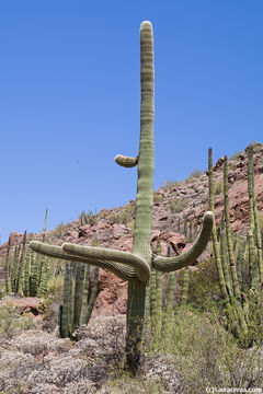 Image of Saguaro Cactus