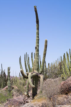 Image of Saguaro Cactus