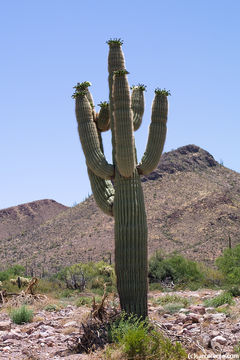 Image of Saguaro Cactus