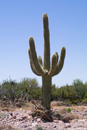 Image of Saguaro Cactus