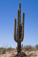 Image of Saguaro Cactus