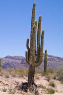 Image of Saguaro Cactus