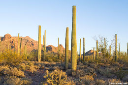 Image of Saguaro Cactus