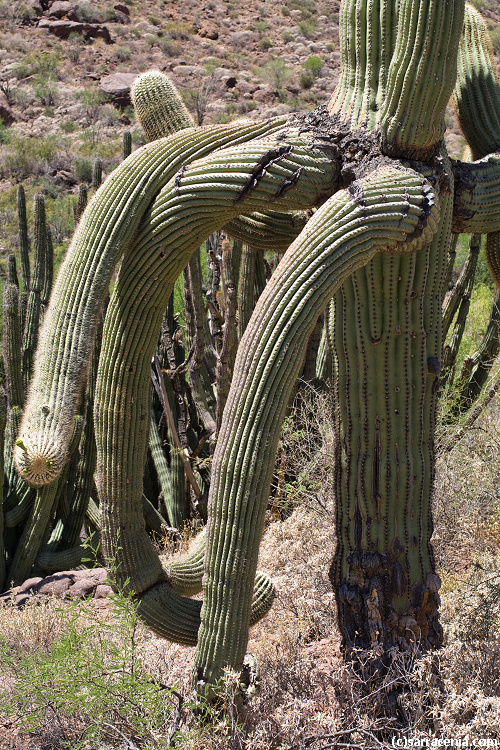 Image of Saguaro Cactus