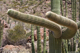 Image of Saguaro Cactus