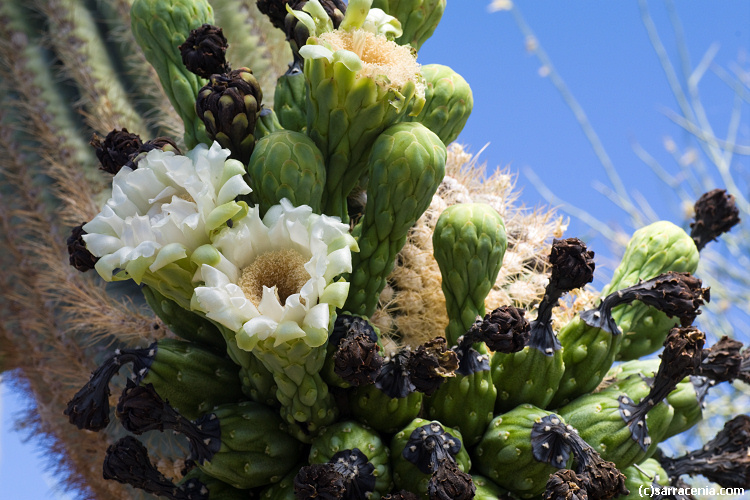 Image of Saguaro Cactus