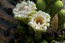 Image of Saguaro Cactus