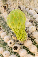 Image of Saguaro Cactus