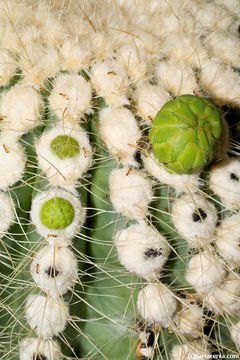 Image of Saguaro Cactus