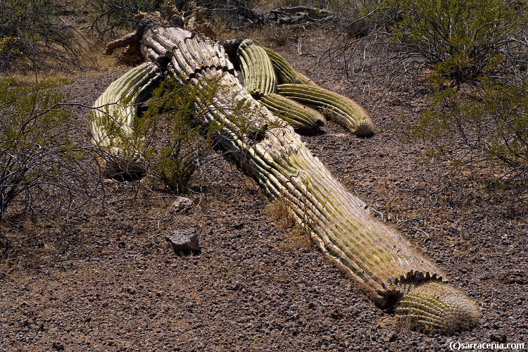 Image of Saguaro Cactus