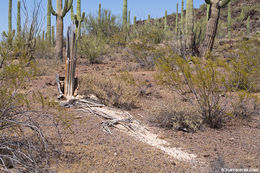 Image of Saguaro Cactus