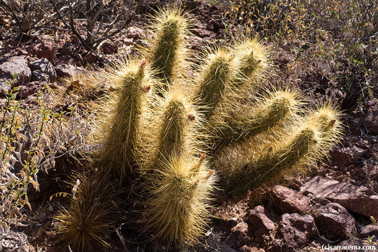 Image of Nichol's hedgehog cactus