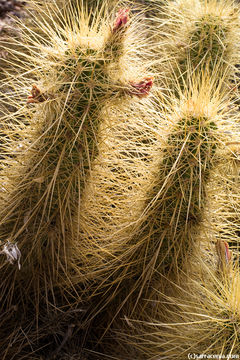 Image of Nichol's hedgehog cactus