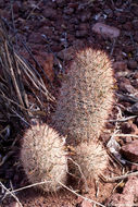 Image de Mammillaria grahamii Engelm.