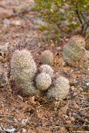 Image de Mammillaria grahamii Engelm.