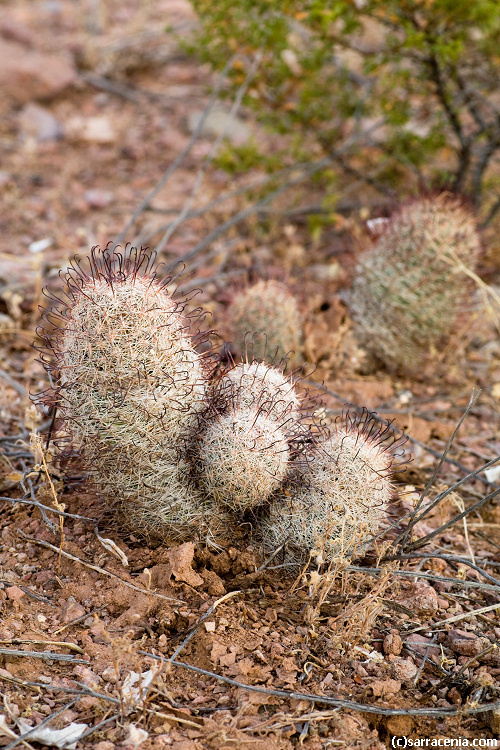 Image de Mammillaria grahamii Engelm.