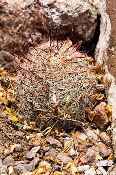 Image de Mammillaria grahamii Engelm.