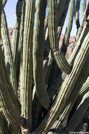 Image of Organ Pipe Cactus