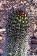 Image of Organ Pipe Cactus