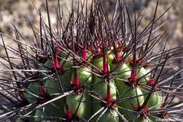 Image of Organ Pipe Cactus