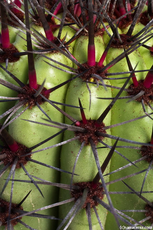 Image of Organ Pipe Cactus