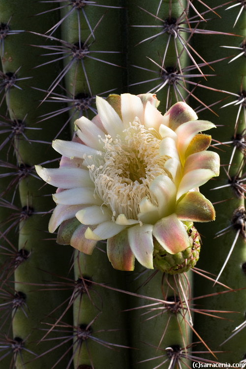 Image of Organ Pipe Cactus