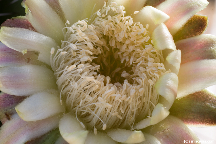 Image of Organ Pipe Cactus