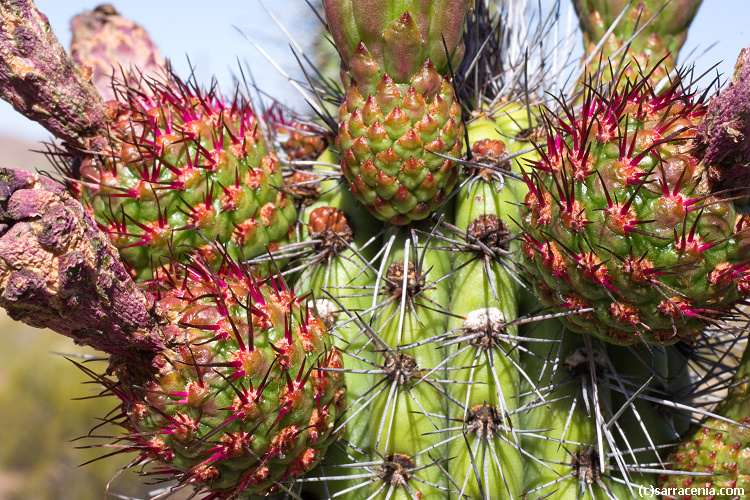 Image of Organ Pipe Cactus