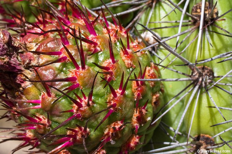 Image of Organ Pipe Cactus