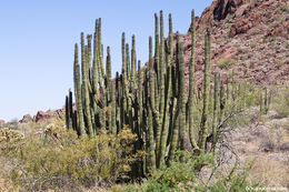 Image of Organ Pipe Cactus