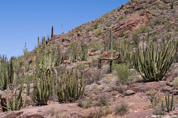 Image of Organ Pipe Cactus