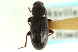 Image of Blapstinus Dejean 1821