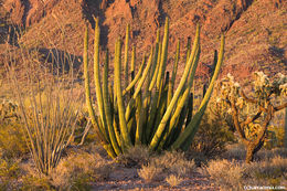 Image of Organ Pipe Cactus