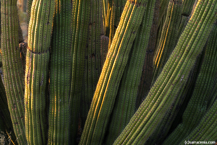 Image of Organ Pipe Cactus