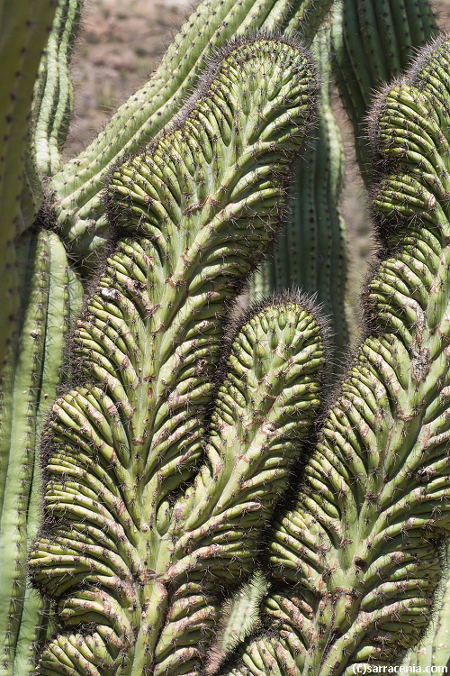 Image of Organ Pipe Cactus