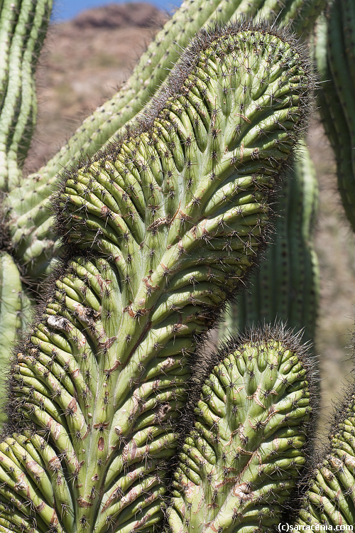 Image of Organ Pipe Cactus