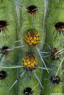 Image of Organ Pipe Cactus