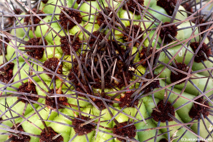 Image of Organ Pipe Cactus