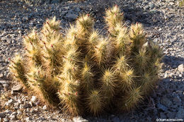 Image of Nichol's hedgehog cactus