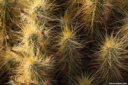 Image of Nichol's hedgehog cactus