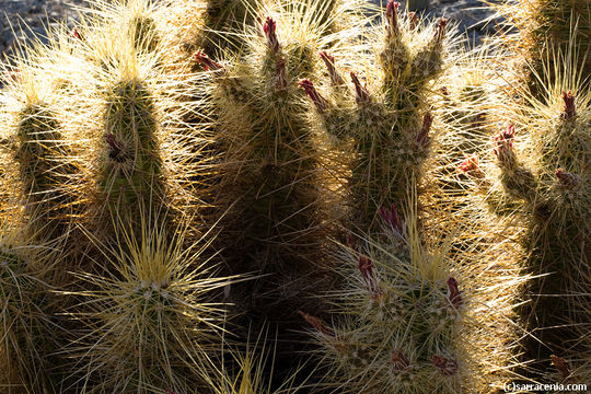 Image of Nichol's hedgehog cactus