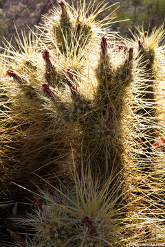 Image of Nichol's hedgehog cactus