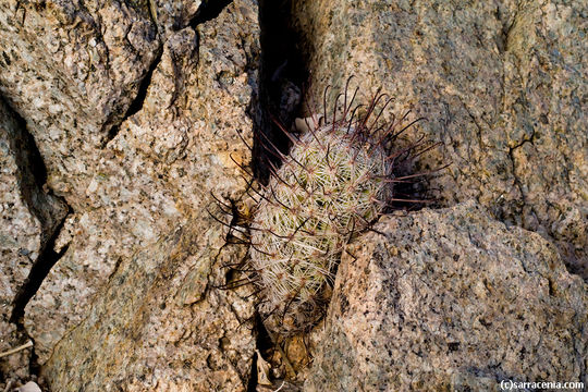 Image de Mammillaria grahamii Engelm.